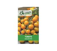 35 Graines de Tomate Cerise Ola Polka Précoce & Productive Petits Fruits Jaunes Doux Culture Facile Balcon