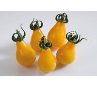 35 Graines de Tomate Cerise Poire Jaune - légumes semis potager - méthode BIO