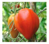 35 Graines De Tomate Coeur De Boeuf