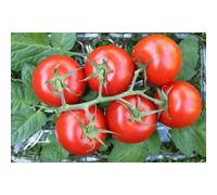 35 Graines De Tomate Moneymaker