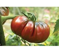 35 Graines de Tomate Noire De Crimée (origine Française) - légume ancien - semences paysannes reproductibles - SemiSauvage