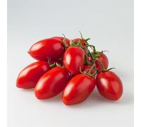 35 Graines de Tomate Roma