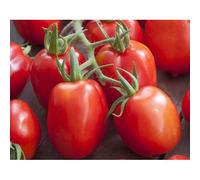 35 Graines De Tomate Roma