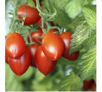 35 Graines de Tomate Roma - légume ancien - méthode BIO