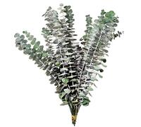 35 tiges d’Eucalyptus séché, Bouquet d’Eucalyptus stabilisé, 43 cm de Long, Composition Florale Naturelle, déco Maison Polyvalente, noué à la Main avec Corde de Jute, sans Entretien