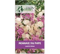 350 graines de Monnaie du Pape - Lunaria - lunaire