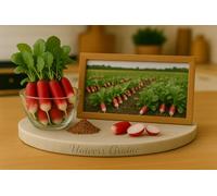 350 Graines de Radis - Ravanelle Flamboyant 3 - Raphanus sativus - type French Breakfast - Legume Jardin - 425