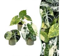 3x Baby Alocasia Tricolour Variegata - Green - Black - Variegata - Tropical - incl. Linnea Olive - Ø6cm - ↕5-15cm