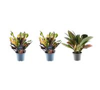 3X Croton Codiaeum Mix - 30cm - Ø12 - plantes d’intérieur plante verte en pot