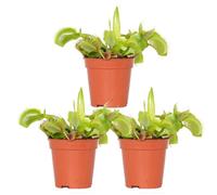 3x Dionaea Muscipula - Plante carnivore - Facile d'entretien D6 cm - H05-10 cm
