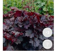 3x Heuchera micrantha 'Palace Purple' - Purple Bell - Vivace - Rustique - D9 cm - H10-15 cm