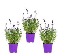 3x Lavandula angustifolia 'Ardèche Blue' - Lavande - Arbuste - Rustique - D10.5 cm - H10-15 cm