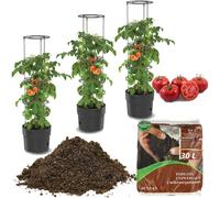 3x Plante de tomate en bac plastique 12 L + terreau universel 30 L Substrat 4 en 1 avec micro-organismes pour légumes, cultivateur de tomates, pot de tomates, cache-pot, légumes, tomates Lavage