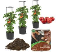 3x Plante de tomate en bac plastique 18 L + terreau universel 45 L Substrat 4 en 1 avec micro-organismes pour légumes, cultivateur de tomates, pot de tomates, cache-pot, légumes, tomates Lavage