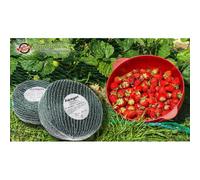 4 Filets De Protection Contre Les Oiseaux, 8 M X 8 M, Filet Pour Arbres Fruitiers, Filet Pour Légumes Vert
