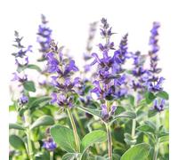 40 Graines de Sauge Officinale