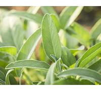 40 Graines de Sauge Officinale - plante aromatique - semences paysannes reproductibles - SemiSauvage