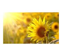 40 Graines De Tournesol