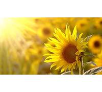 40 Graines de Tournesol - fleurs jardins potager - semences paysannes reproductibles - SemiSauvage