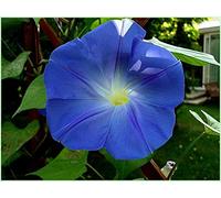 40 Graines d'Ipomée Bleu - fleurs grimpante jardins potager - semences paysannes reproductibles - SemiSauvage
