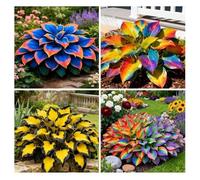 400 graines d'Hosta arc-en-ciel à feuilles en forme de cœur, graines d'Hosta résistantes à la sécheresse pour jardin extérieur
