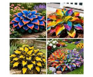 400 graines d'Hosta arc-en-ciel à feuilles en forme de cœur, graines d'Hosta résistantes à la sécheresse pour jardin extérieur