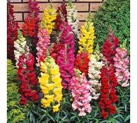400 Graines MUFLIER - Gueule de Loup - Antirrhinum majus - Snapdragon Mix de Couleurs - Fleur Jardin - 254