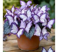 450 pièces Bégonia papillon de lune rare et exotique - plante d'extérieur pourpre-blanche - plante de paysagisme distinctive Horticulture Jardinage d'intérieur