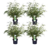 4X Fargesia Rufa - ↨60Cm - Ø19