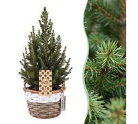 4x Picea glauca Conica - Dwarf Alberta Spruce - Green - Christmas tree - in asket - Ø17cm - ↕65cm
