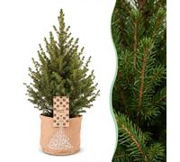 4x Picea glauca Conica - Dwarf Alberta Spruce - Green - Christmas tree - incl. jute bag - Ø17cm - ↕65cm