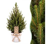 4x Picea glauca Conica - Dwarf Alberta Spruce - Green - Christmas tree - incl. zinc pot - Ø17cm - ↕65cm
