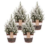 4x Picea glauca Conica - Dwarf Alberta Spruce - Green - White - Christmas tree - in asket - Ø17cm - ↕65cm