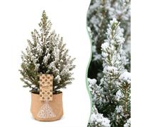 4x Picea glauca Conica - Dwarf Alberta Spruce - Green - White - Christmas tree - incl. jute bag - Ø17cm - ↕65cm
