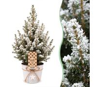 4x Picea glauca Conica - Dwarf Alberta Spruce - Green - White - Christmas tree - incl. zinc pot - Ø17cm - ↕65cm