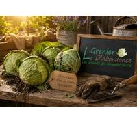 50 graines à semer - Le Grenier d'Abondance - CHOU Cabus Tête de Pierre Hybride F1 - Brassica oleracea
