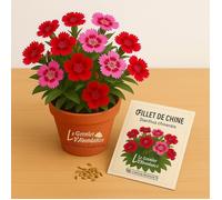 50 graines à semer - Le Grenier d'Abondance - OEILLET De Chine - Dianthus Chinensis