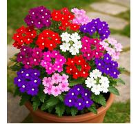 50 graines à semer - Le Grenier d'Abondance - Verveine Hybride Variée - Verbena hybrida