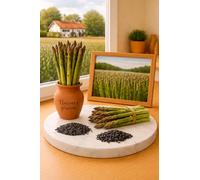 50 Graines asperge - MARY WASHINGTON - ASPARAGUS MARY WASHINGTON - Légume Jardin - 462