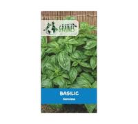 50 graines basilic grand vert - Ocimum basilicum genovese - basilic doux - basilic commun