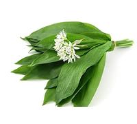 50 Graines d'Ail des Ours - culture jardin aromatique ancien- semences paysannes reproductibles - SemiSauvage