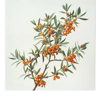 50 graines d'Argousier (Hippophae rhamnoides) - SemiSauvage Permaculture