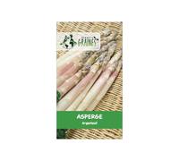 50 graines d'asperge d'argenteuil, variété ancienne hâtive, turions tendres et savoureux