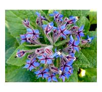 50 Graines De Bourrache Officinale