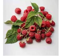 50 Graines de Framboise Sauvage - SemiSauvage Permaculture