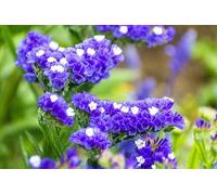 50 Graines de Limonium Sinuatum - Statice Lilac Lavender - Lavande de mer - Fleur Jardin Bouquet - 309