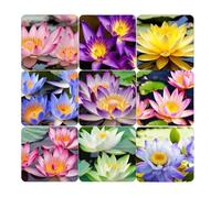 50 graines de lotus mélangées pour bassin, plantes de nénuphars, graines de lotus pour aménagements aquatiques, graines de jardin