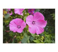 50 Graines De Mauve Royale