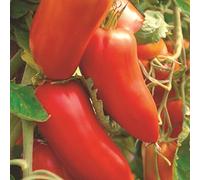 50 Graines de Tomate San Marzano - légumes semis potager - semences paysannes reproductibles - SemiSauvage