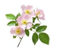 50 Graines d'Eglantier Sauvage (Rosa canina) - SemiSauvage Permaculture - graines reproductibles